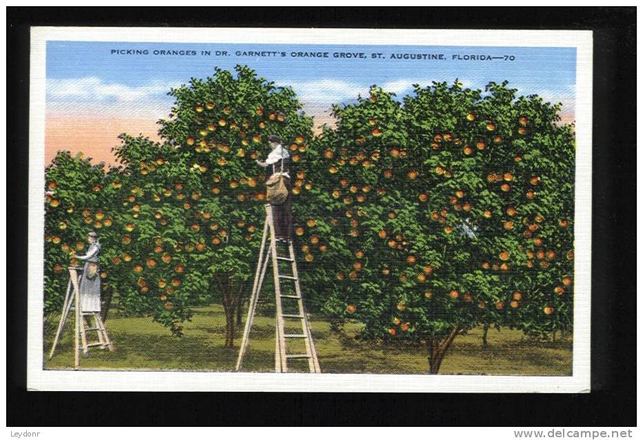 Picking Oranges In Dr. Garnett's Orange Grove, Saint Augustine, Florida, United States - Landwirtschaftl. Anbau