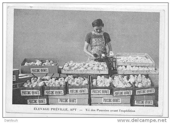 84 /FL/ APT, Elevage Préville, Tri Des Poussins Avant L'expédition ANIMEE  (élevage, Agriculture) - Apt