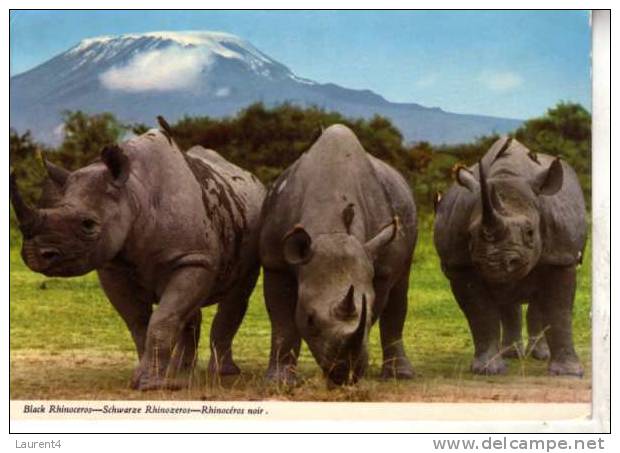 Rhinoceros Postcard - Carte Postale De Rhinoceros - Neushoorn