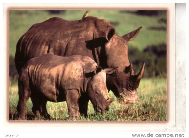 Rhinoceros Postcard - Carte Postale De Rhinoceros - Rhinoceros