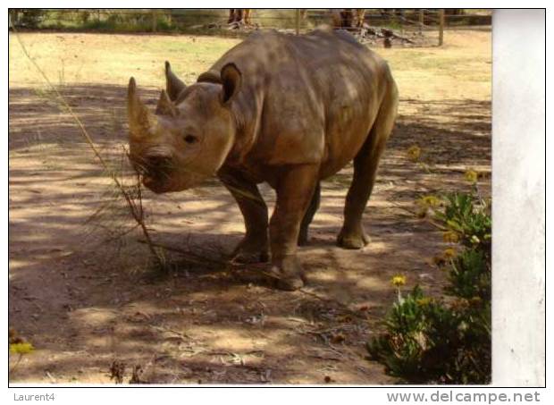 Rhinoceros Postcard - Carte Postale De Rhinoceros - Rhinocéros