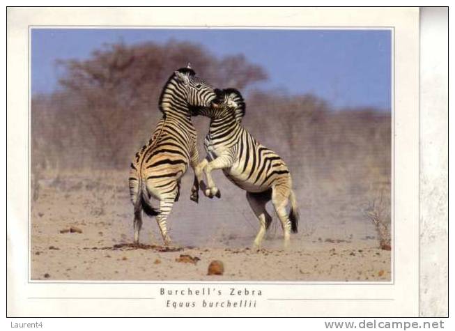 Zebra Postcard - Carte Postale De Zebre - Zebra's