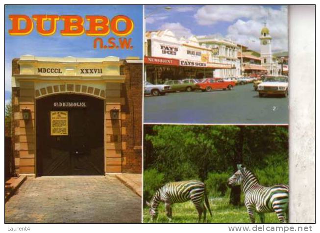Zebra Postcard - Carte Postale De Zebre - Zebra's