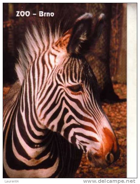 Zebra Postcard - Carte Postale De Zebre - Zebras