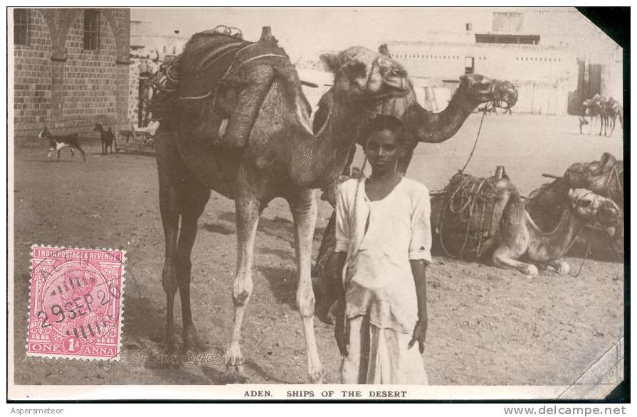 ADEN SHIPS OF THE DESERT - CAMELS CAMELLOS CPA ANIMEE BOY CIRCULEE 1920 RARE - Yemen