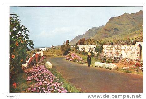 CP - PHOTO - ISLAS CANARIAS - CARRETERA 6 WAYSIDE FLOWERS - 20 - Fuerteventura