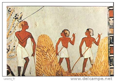 CP - TOMB OF NOBLE MENNA - 1032 - MEN HEAPING THE CORN - MOISSONNEURS ENTASSANT LE GRAIN - EGYPTE - Antiquité