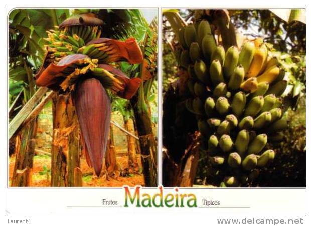 Bananas Postcards - Carte Postale Sur Les Bananes - Cultivation