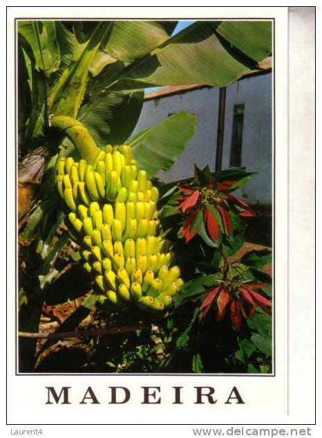 Bananas Postcards - Carte Postale Sur Les Bananes - Landbouw