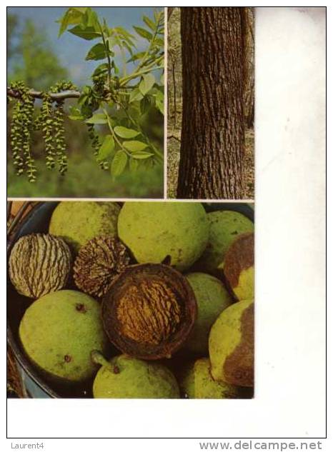 Figs & Walnuts Postcards - Carte Postale Sur Les Figues Et Noix - Landbouw