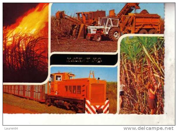 Sugar Cane Postcards - Carte Postale Sur La Canne A Sucre - Cultivation