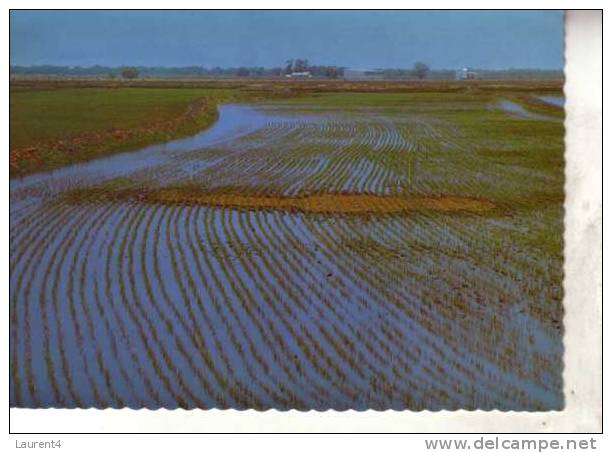 Rice Paddock Postcards - Carte Postale Sur Le Riz - Cultivation