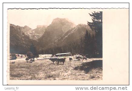 CPA - PHOTO - LENGGRIES - PATURAGES EN MONTAGNE - VACHES - Lenggries