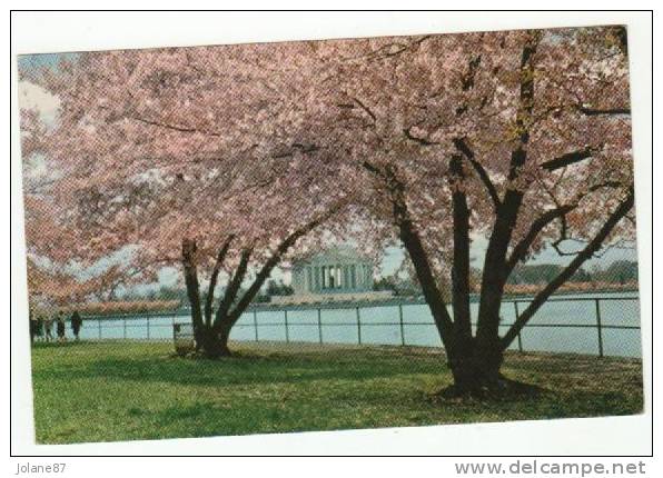 CPM   WASHINGTON     JEFFERSON MEMORIAL WITH CHERRY TREES IN BLOOM - Sonstige & Ohne Zuordnung