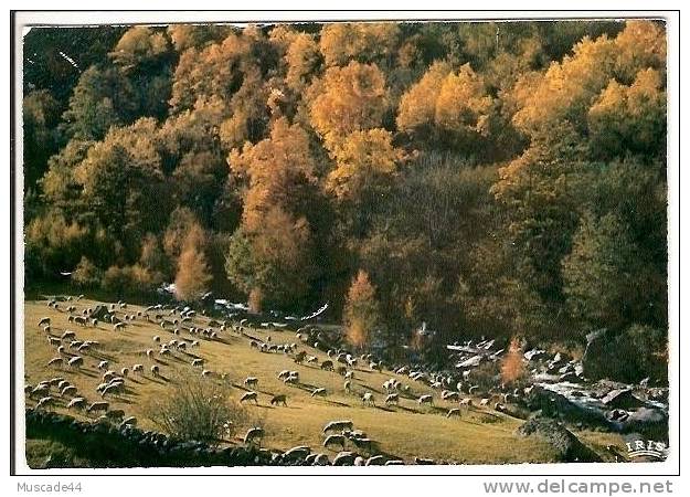 PASTORALE D AUTOMNE - TROUPEAU DE BREBIS DANS UN CHAMPS - Allevamenti