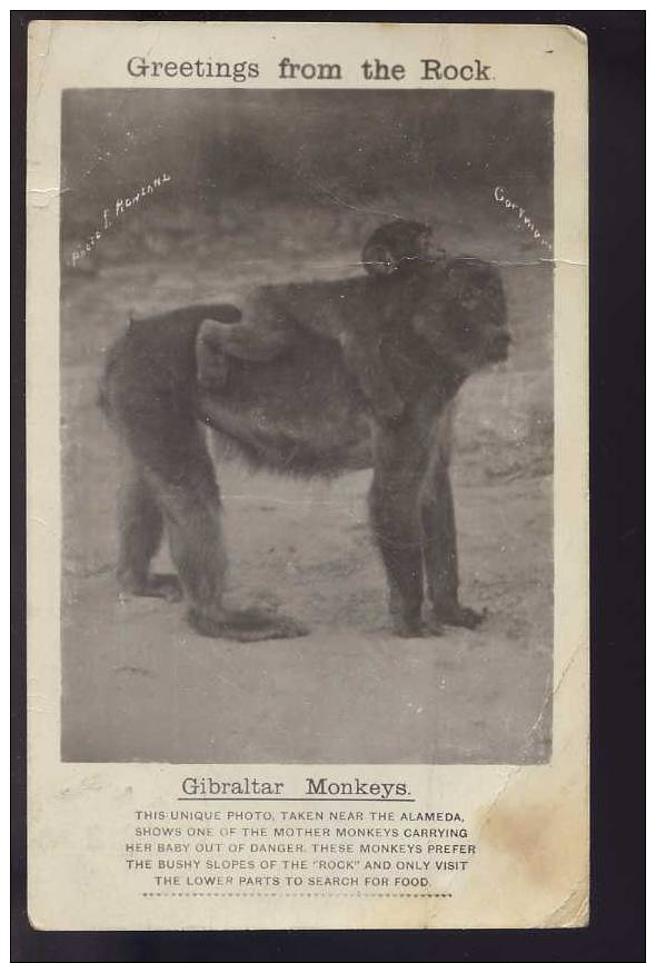 RPPC, Gibraltar, Gibralter Monkeys 1923 - Gibraltar