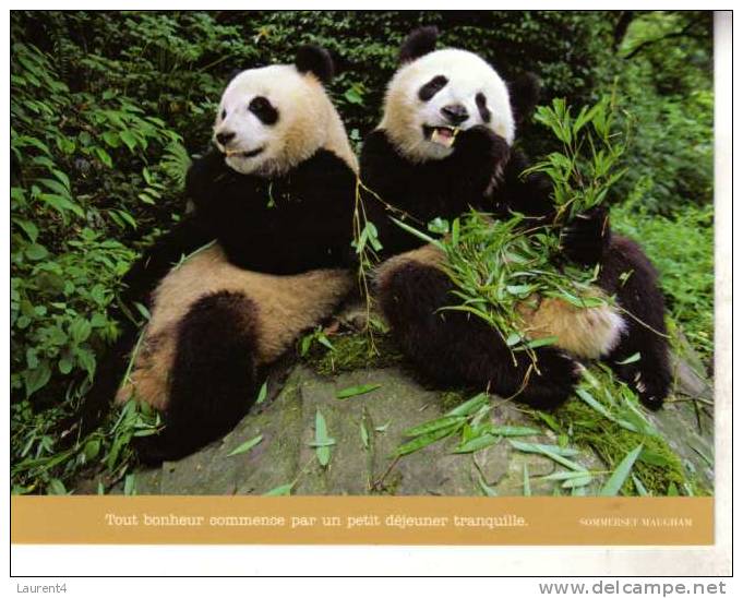 Carte Postale De Panda - Panda Bear Postcard - Ours