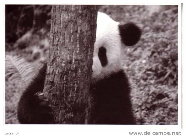 Carte Postale De Panda - Panda Bear Postcard - Ours