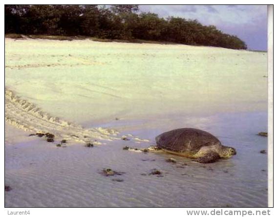 Carte Postale De Tortue - Tortoise Postcard - Tortugas