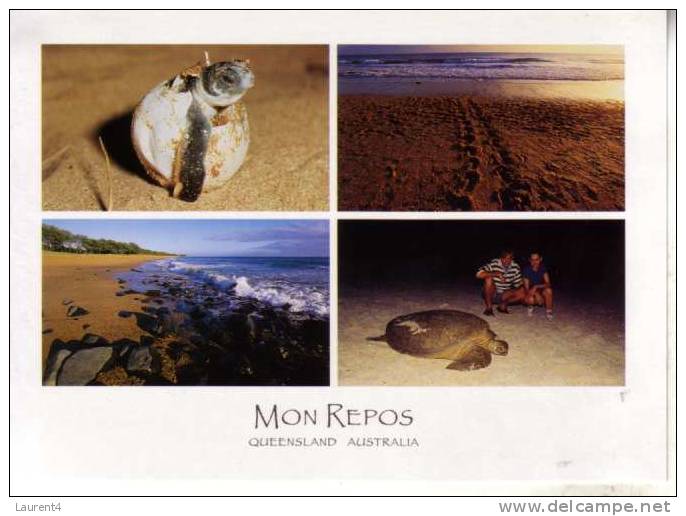 Carte Postale De Tortue - Tortoise Postcard - Schildkröten
