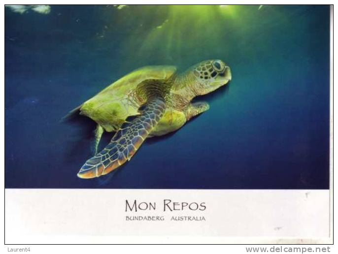 Carte Postale De Tortue - Tortoise Postcard - Tortues