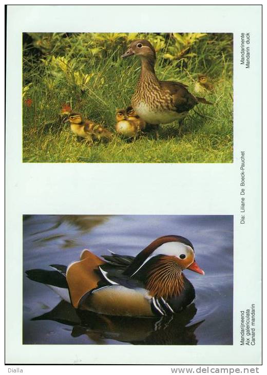 Image, Canard Mandarin - Mandarin Duck - Mandarinente - Mandarijneend / Form. A5 - Animales