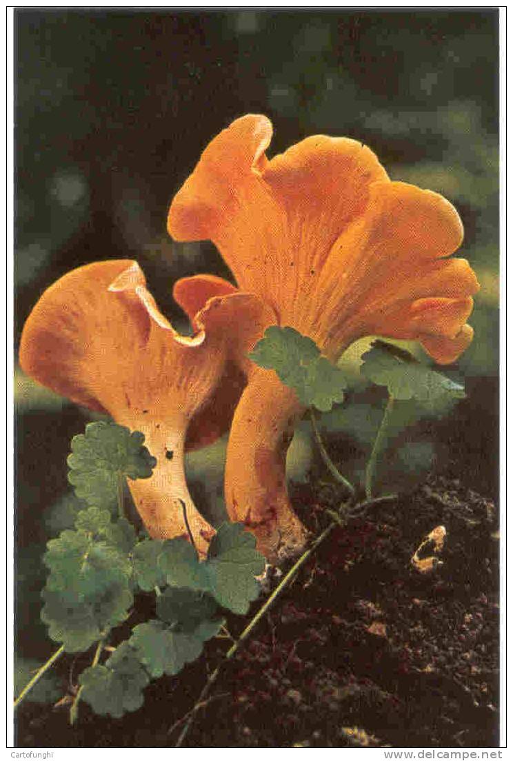 C FUNGHI &ndash;MUSHROOMS - CHAMPIGNONS - PILZEN - SETAS &ndash;  CRATERELLUS CANTHERELLUS - Pilze