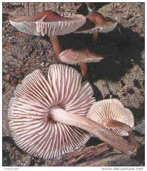 C FUNGHI &ndash;MUSHROOMS - CHAMPIGNONS - PILZEN - SETAS &ndash;  MYCENA - Champignons