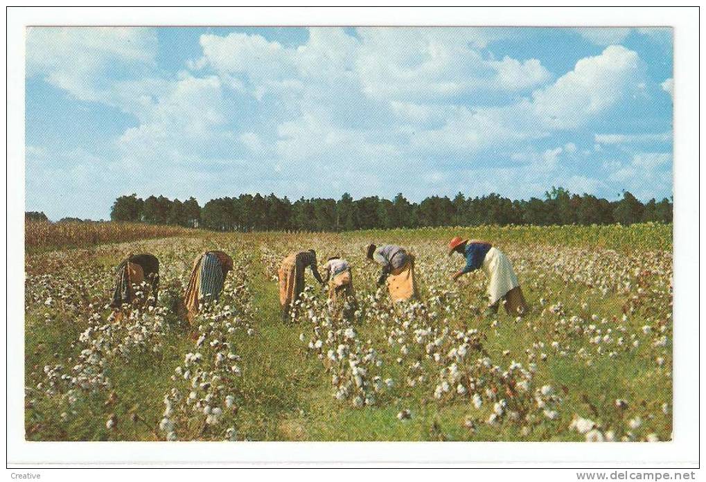 Cotton Picken Time In The South ,GEORGIA- USA 1967 - Other & Unclassified