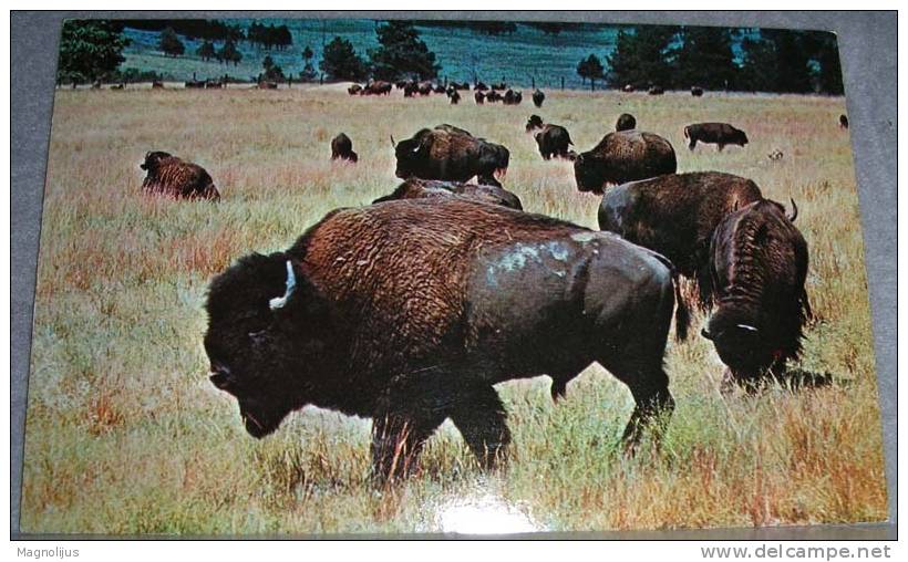 Animals,Wild,Buffalo,South Dacota,postcard - Stiere