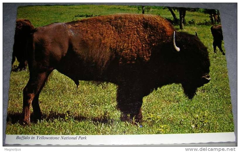 Animals,Wild,Buffalo,Yellowstone,National Park,postcard - Taureaux