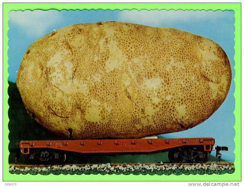 NEW BRUNSWICK - POTATOS, WE´LL GROW THEM BIGGER IN MAINE - PUB BY EASTERN ILLUSTRATION CO - - Sonstige & Ohne Zuordnung