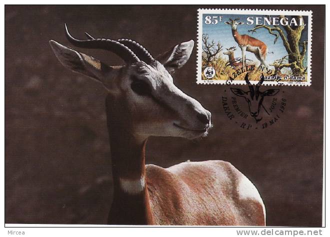 5813  -  Senegal 1986 - Maximumkarten