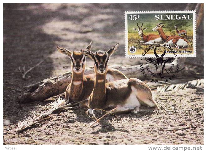 5812  -  Senegal 1986 - Maximum Cards