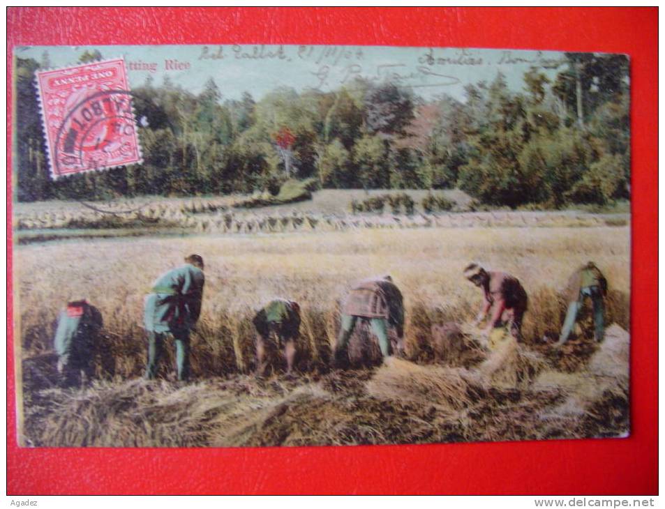 CPA Pakistan Talbot Cutting Rice Culture Du Riz 1904 - Pakistan