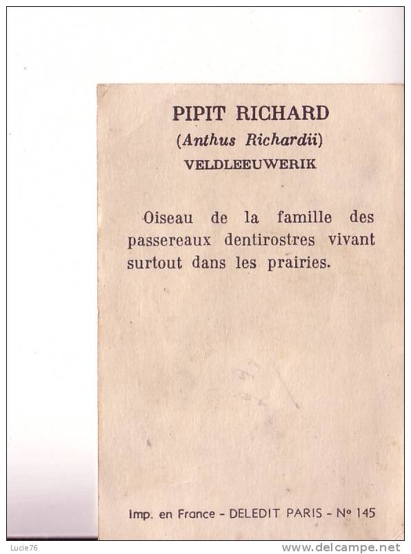 IMAGE -   PIPIT RICHARD  -  Anthus Richardii -  Veldleeuwerik   - Légende Au Dos   - N°  145 - Autres & Non Classés