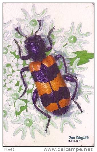 Télécarte TCHEQUIE - ANIMAL - INSECTE  - INSECT Beetle Phonecard - INSEKT Telefonkarte - 40 - Czech Republic