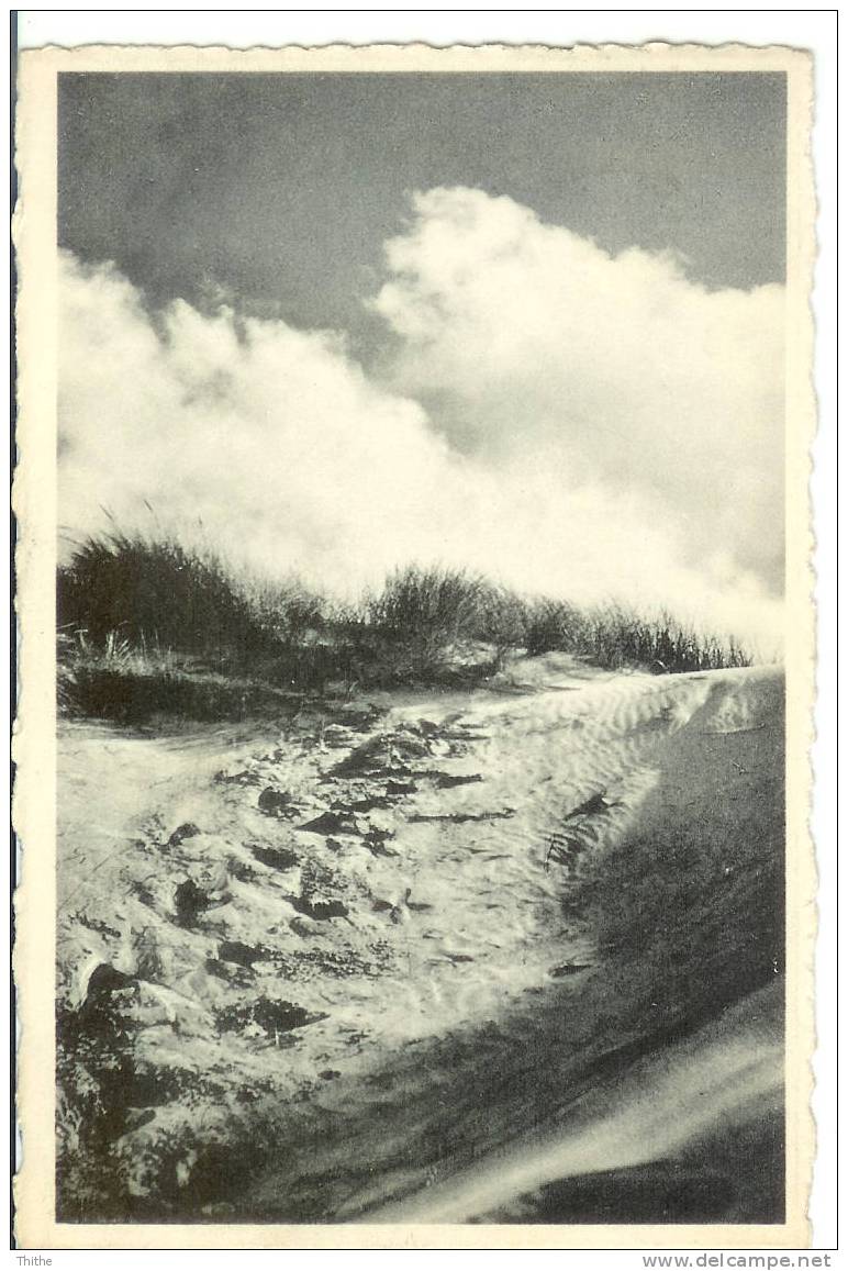 BREDENE Aan Zee - Dans Les Dunes - In De Duinen - Bredene