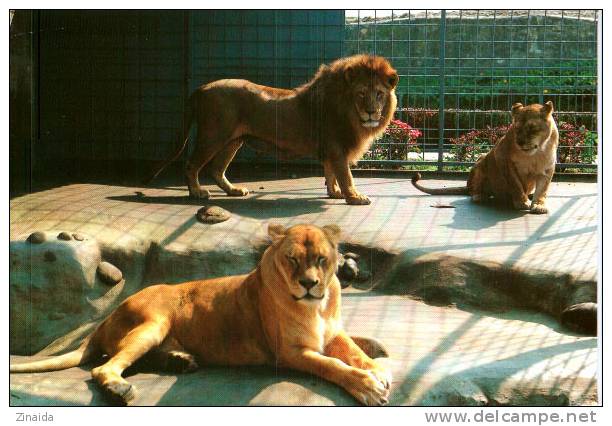 CARTE POSTALE DU ZOO DE LA CITADELLE DE BESANCON - LES LIONS - Löwen