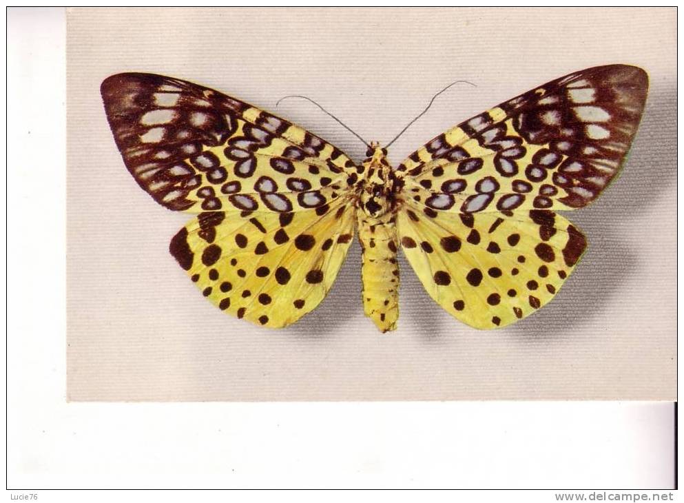 MOOREA ARGUS  - Assam -  Collection Boubée - - Vlinders