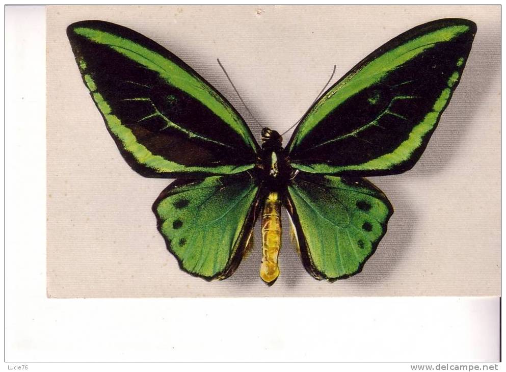 ORNITHOPTERA ARUANRA -  Aru Islande -  Collection Boubée  - N°  2 - Butterflies