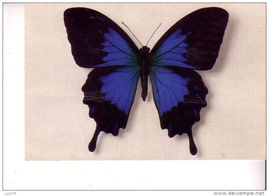 PAPILIO TELEGONUS -  Java  -  Collection Boubée  - N° 3 - Schmetterlinge