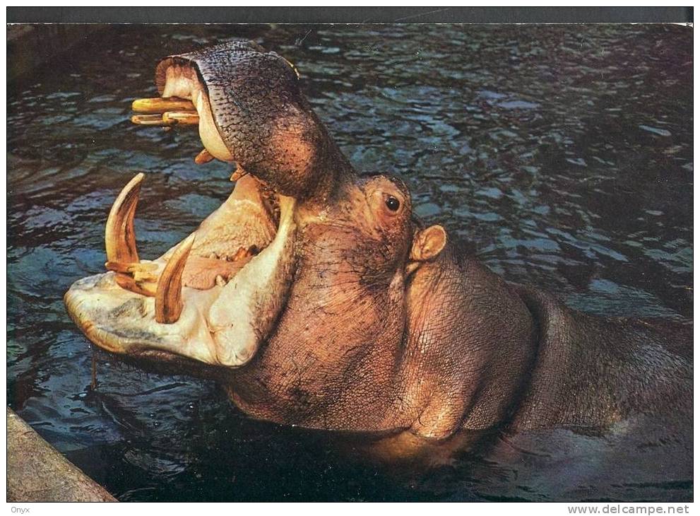 HIPPOPOTAME - Hippopotames