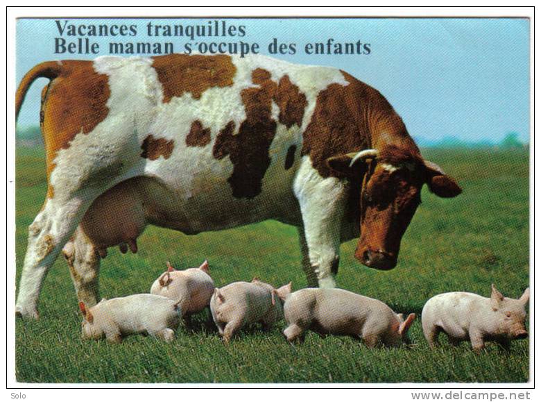 Vache - Cochon - Porcelets - Ours