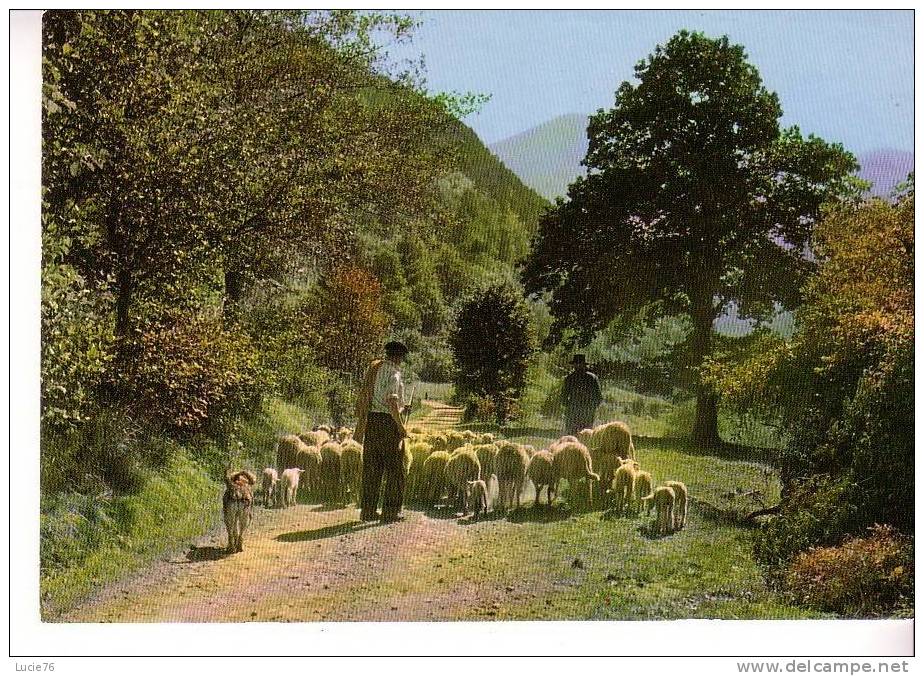 Images De Provence  -  BERGER, Son CHIEN  Et Son Troupeau - N° AB 60 - Viehzucht