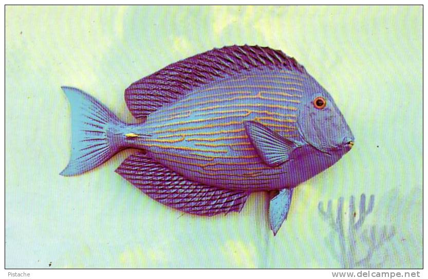 Blue Tang - Poisson Fish - Valence Of Miami #54631 - Fish & Shellfish