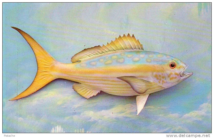 Yellowtail - Poisson Fish - Valence Of Miami #61074 - Fish & Shellfish