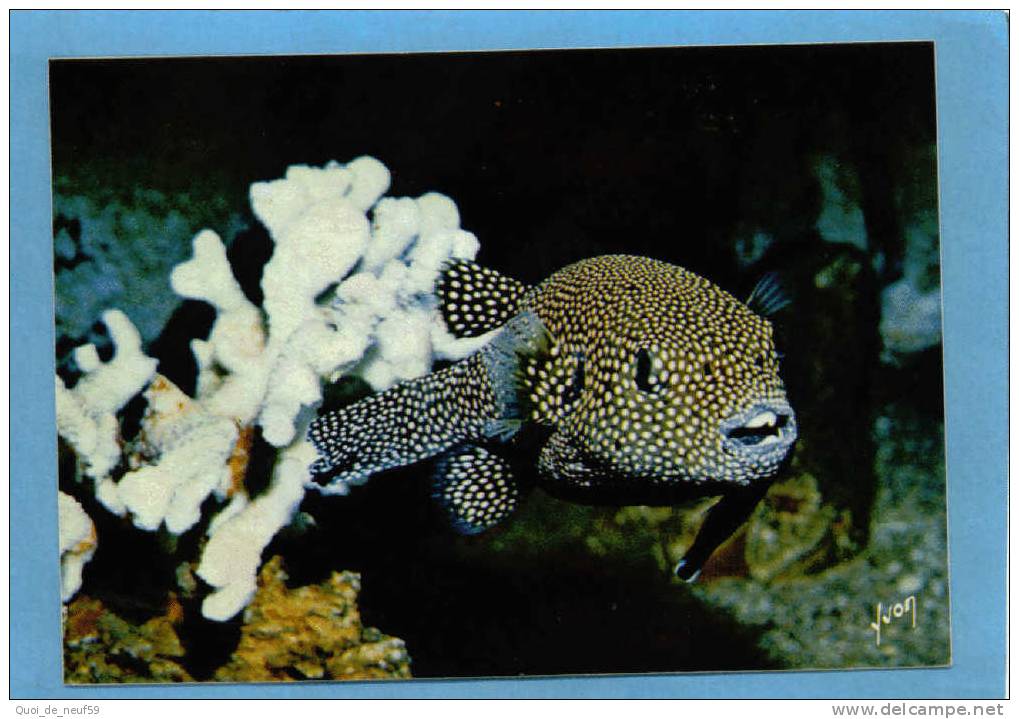 BG POIS 06 MUSEE OCEANOGRAPHIQUE DE MONACO SUPERBE CP  TETRODON PINTADE - Fish & Shellfish