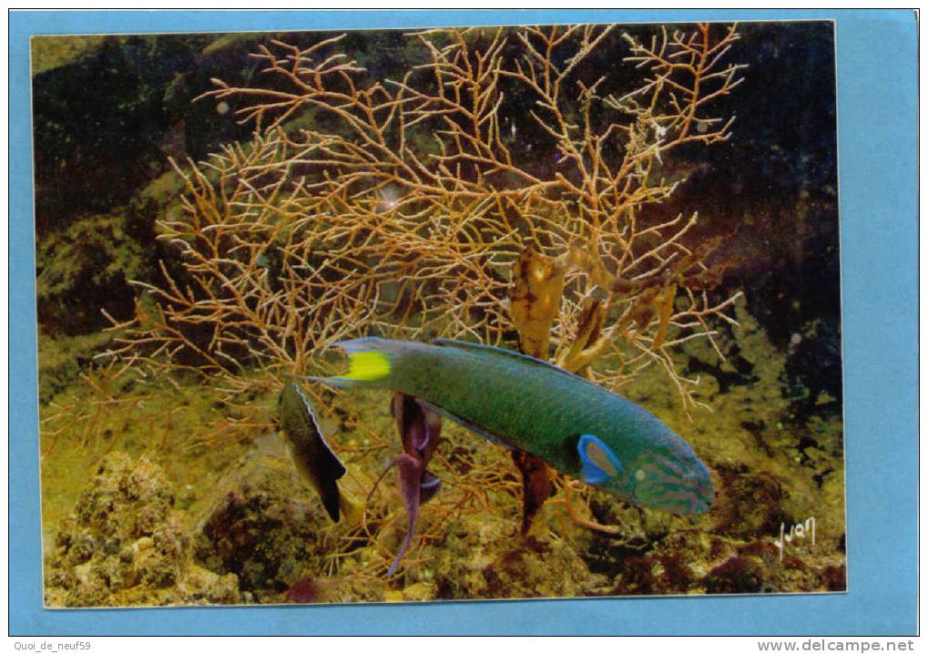 BG POIS 05 MUSEE OCEANOGRAPHIQUE DE MONACO SUPERBE CP GIRELLE EXOTIQUE - Fish & Shellfish