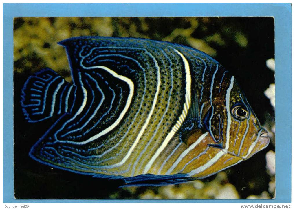 BG POIS 02 MUSEE OCEANOGRAPHIQUE DE MONACO SUPERBE CP POISSON CORAN - Fish & Shellfish